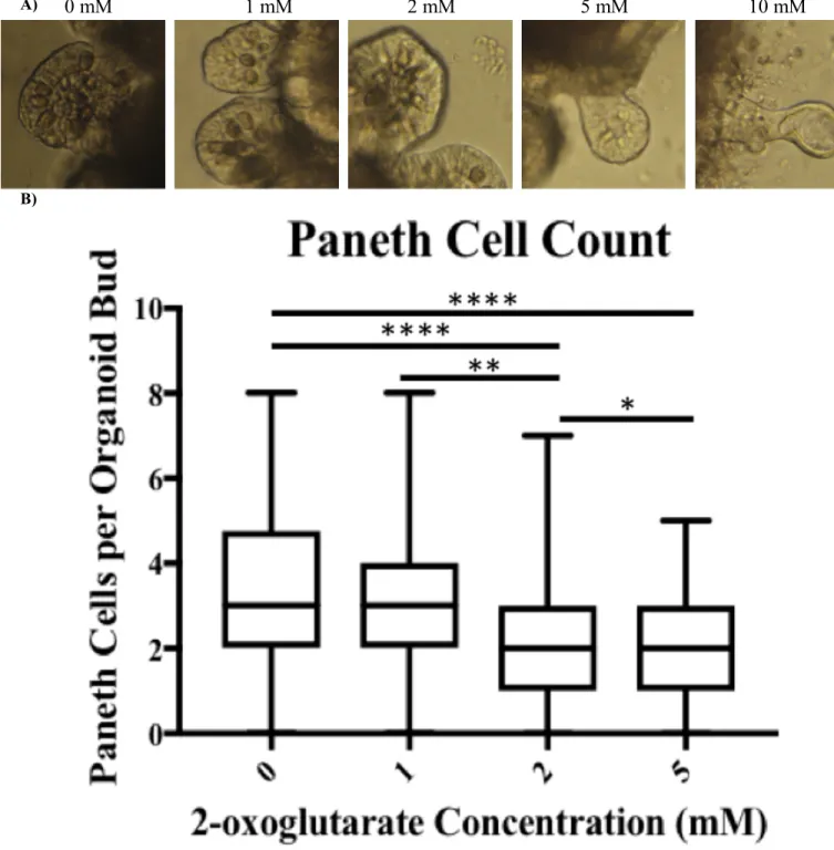 Figure  4:  Analysis  of  Paneth  Cells  (darker,  granular  cells)  in  buds  of  organoids