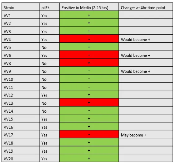 Table 9 pilF Medium Results 
