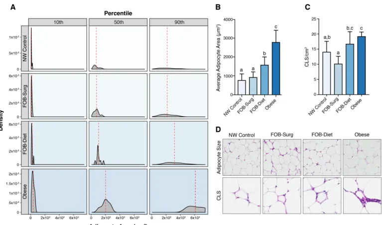 Figure 2. Surgical weight loss results in more robust reductions in adipocyte  hypertrophy and crown-like structure density in the mammary fat pad
