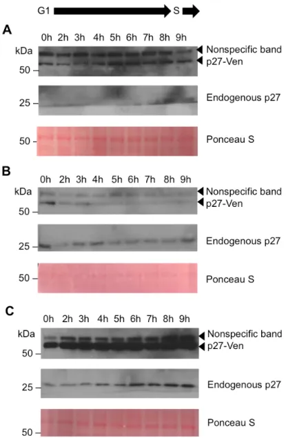Figure 3. Immunoblot of thymidine-nocodazole time course synchronization.  U2OS-JC17-p27- U2OS-JC17-p27-Ven cells were blocked in thymidine for 24 hours before being released into doxycycline and  nocodazole for 16 hours and then collected at various time 