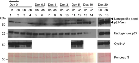 Figure 4. Immunoblot of double thymidine time course synchronization.  U2OS-JC17-p27-Ven  cells were blocked in thymidine for 18 hours, were released for 8 hours, and then blocked again  in thymidine for 18 hours before being collected at various time poin