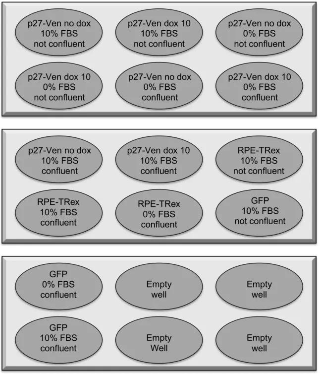 Figure A1. Diagram of 6-well dish layout for serum starvation experiment.  “Not  confluent” wells were roughly 60-80% confluent by the time of collection, whereas 
