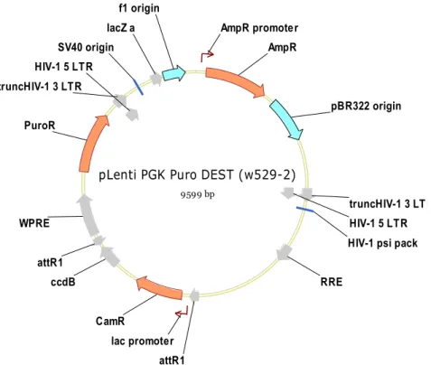 Figure A4. Destination vector pLenti PGK Puro DEST (w529-2) used for cloning pLenti- pLenti-puro-Ven-p27
