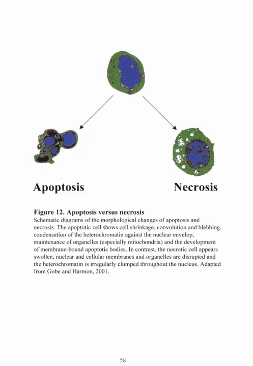 Figure 12. Apoptosis versus necrosis