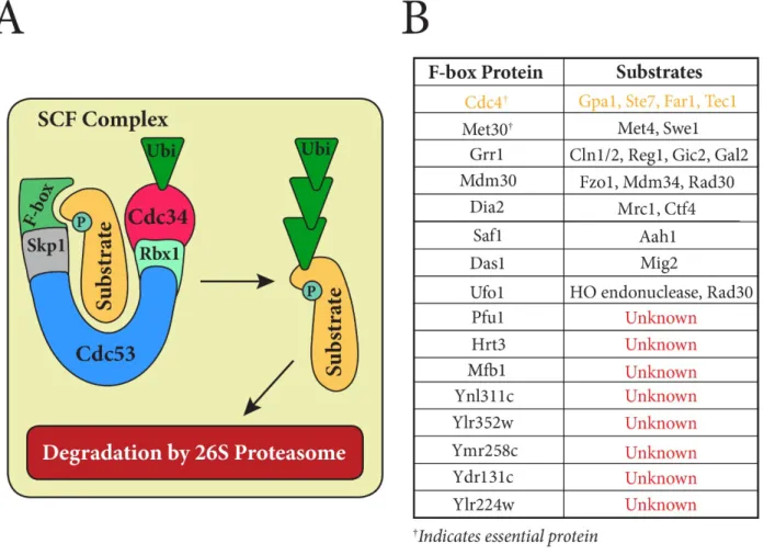 Figure 1. A) The Skp1/Cdc53/F-box (SCF) Complex facilitates the ubiquitination of specific proteins for subsequent degradation