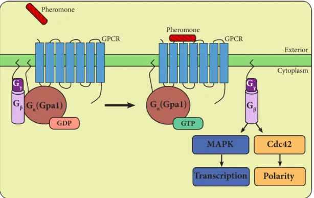 Figure 2. An external pheromone signal is transduced through a
