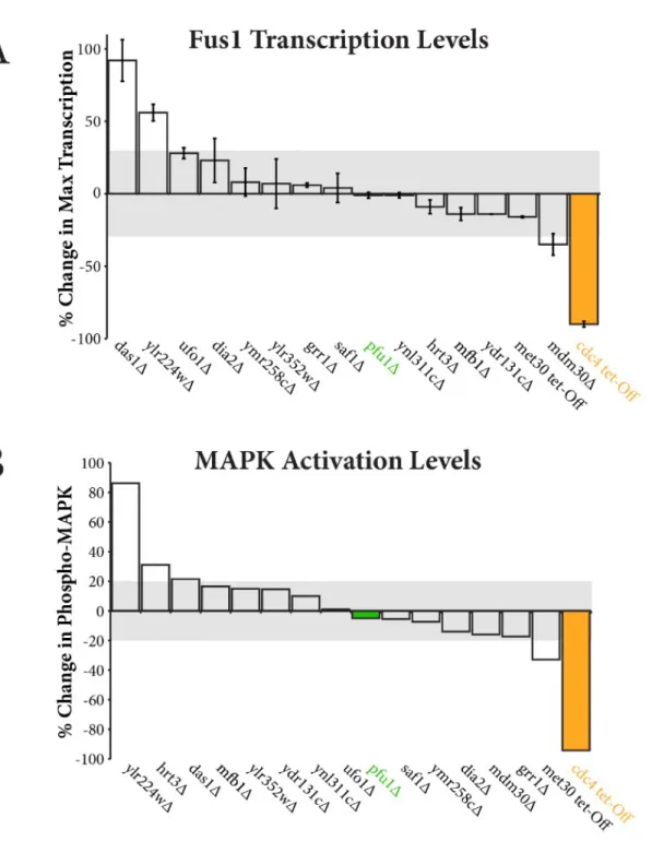 Figure 3. Changes in transcription and MAP kinase activation in 
