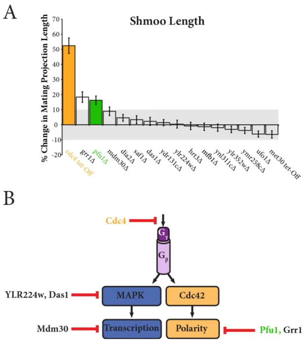 Figure 4. A) Changes in mating projection length in F-box 