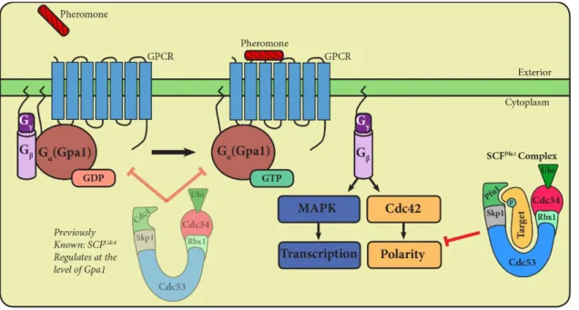 Figure 6. Summary of this study’s findings. In a similar manner  to SCF Cdc4  mediated regulation of Gpa1, SCF Pfu1  plays a role in  regulating cellular polarity during pheromone response