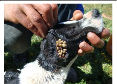 Fig. 1 Rhipicephalus sanguineus engorged ticks attached to the earof a dog from Group I
