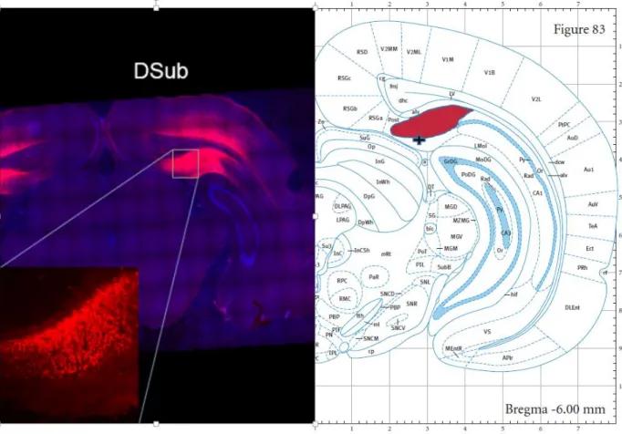Figure A. mCherry Visualization of Virus Expression in Dorsal Subiculum  