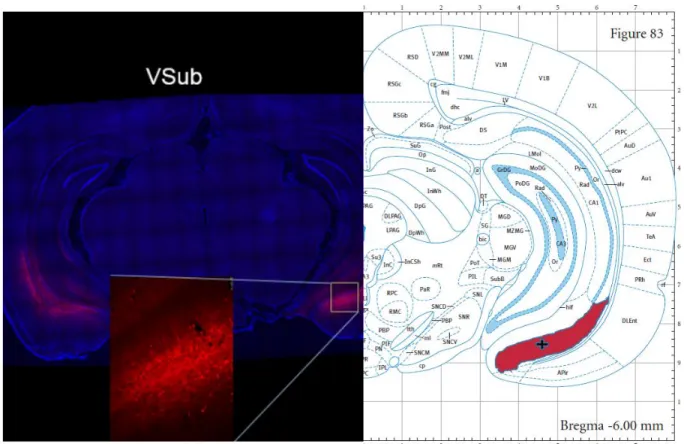 Figure B. mCherry Visualization of Virus Expression in Ventral Subiculum 