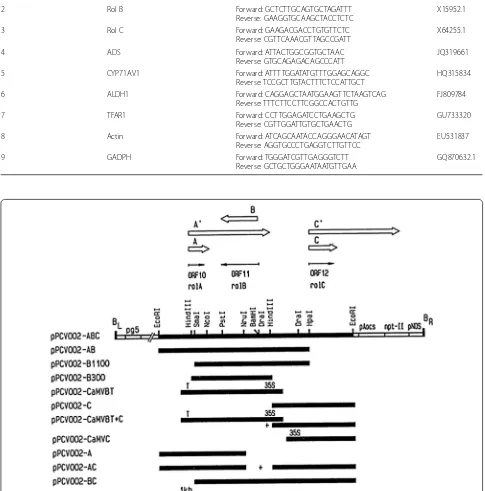 Table 1 Accession numbers and primer sequences of the genes studied