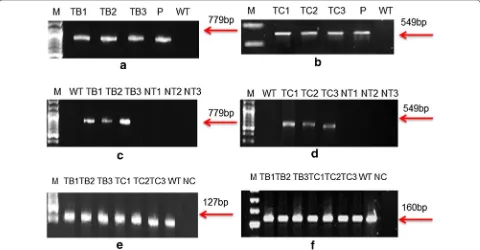Fig. 2 Gel pictures showing results of normal and semiquantitative reverse transcriptase PCR: PCR amplified products of rol B (a), rol C (b) gene are shown in the figure