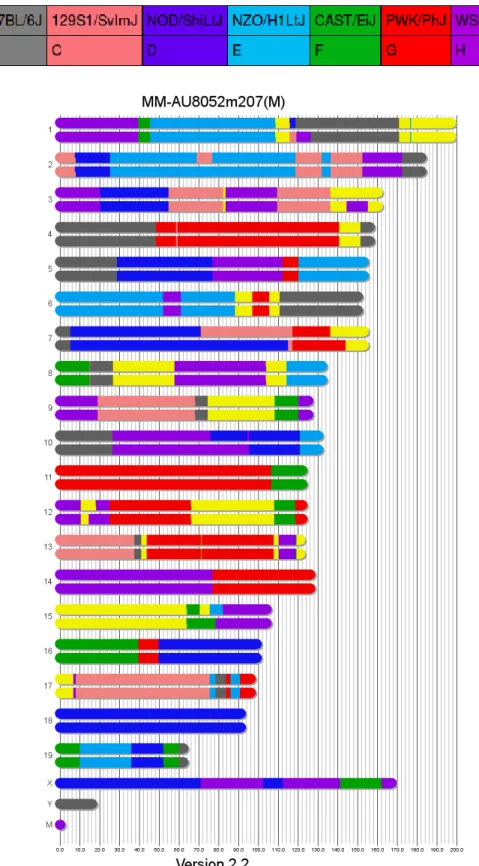 Figure 1.A visual representation of the Founder Assignment algorithm output for  an example CC mouse
