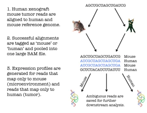 Figure 1. Three step workflow to convert human xenograft mouse sequencing data into microenvironment  and tumor expression profiles