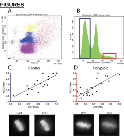 Figure 1. RCC1 levels scale with DNA content in control and aneuploidy HeLa  cells. (A) DNA content (Hoechst Indo-1) is plotted as a function of cell size (FSC-A)