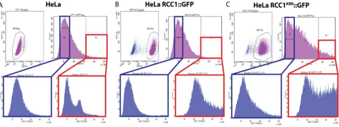 Figure 2. Non-DNA-bound RCC1 facilitates maintenance of polyploid cells through more rounds of division  than control cells