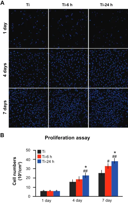 Figure 9 Cell proliferation assay. (A) After one, 4, and 7 days of incubation, the proliferation ability of rat BMMSCs on different substrates was measured by a nuclei counting assay under CLSM