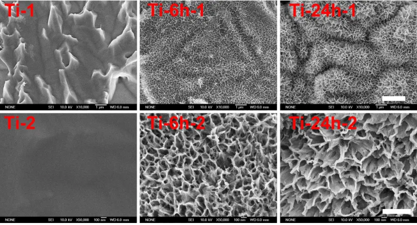 Figure 1 shows the surface views of a control sample (titanium) and the experimental group samples (Ti-6 and Ti-24)