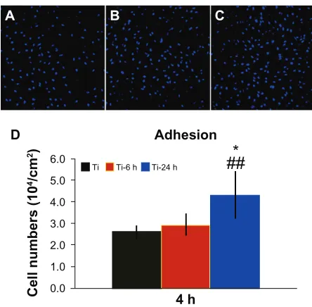 Figure 7 Cell adhesion ability assay. Adhesion ability of BMMSCs was analyzed by counting stained nuclei with DAPI under a confocal laser scanning microscope after 4 hours of incubation