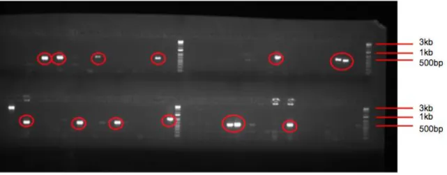 Figure 3. Gel Image of PCR Screen to Eliminate Clones with Small Inserts. Clones with ~500bp  amplicons (highlighted in red) were eliminated from the library, as these clones contain empty vector