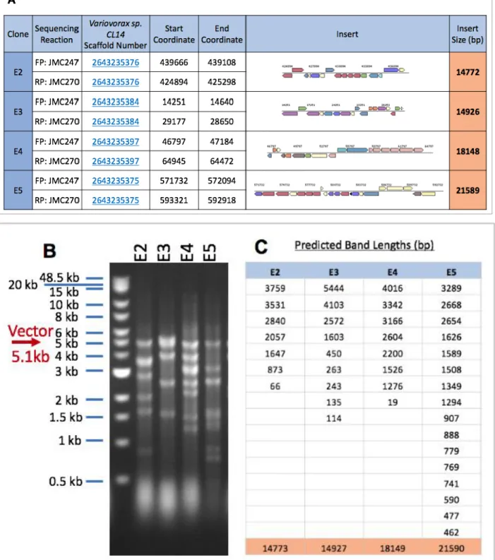 Figure 4: Comprehensive Data from E. coli Vector Insert Validation. (A) Sanger Sequencing Results  from Sequencing into the Insert and BLASTing into CL14 genome