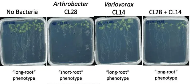 Figure 1. Representative Agar Plate Scans Showing the Interaction between Arthrobacter sp