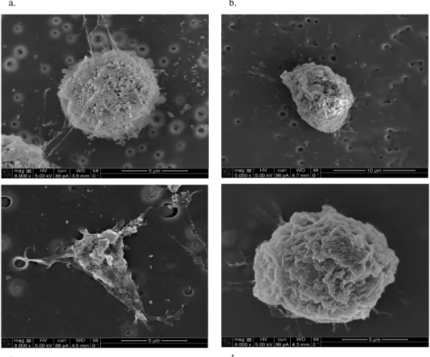 Figure  5.  SEMs  of  L-929  fibroblasts  cultured  on  substrates  with  varied  NO-release  kinetics:  (3a)  HPU/MAP3-NO, (b) HPU control, (c) TT-1075D-M/DET3-NO, (d) TT-1075D-M control 