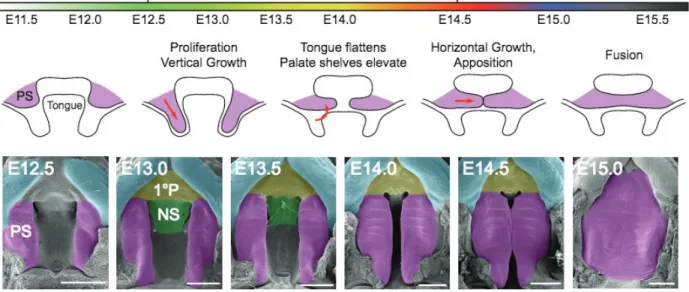 Figure 2. Overview of secondary palate development. Palatal shelves initially grow toward the floor of the mouth