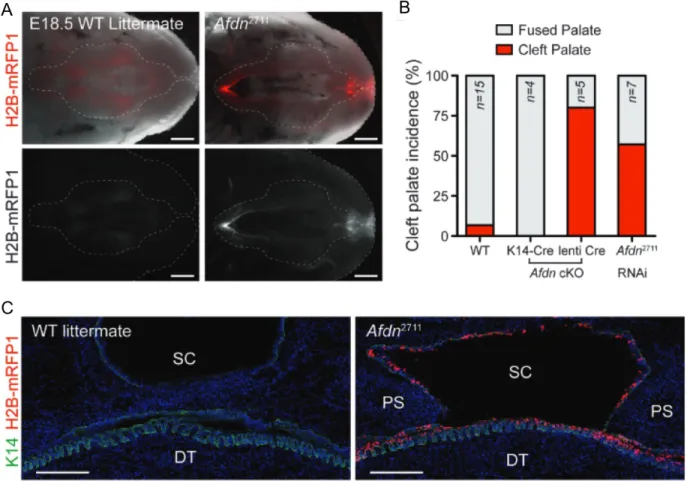 Figure 3. Afadin loss early in development leads to highly penetrant cleft palate in mice