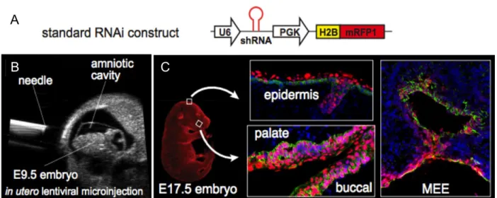 Figure 4. LUGGIGE transduces surface epithelia with shRNA lentiviral vectors. A) a standard RNAi construct used for LUGGIGE drives expression of an shRNA and a fluorescently labeled histone to marked transduced cells