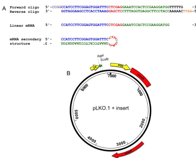 Figure 6. Specific features included in oligonucleotide and vector design ensure formation of short hairpin RNA transcripts, facilitate cloning, and enable antibiotic selection