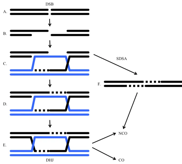 Figure 1. Current model for meiotic recombination. A. Initial DSB formation. B. Resection of 5'  ends