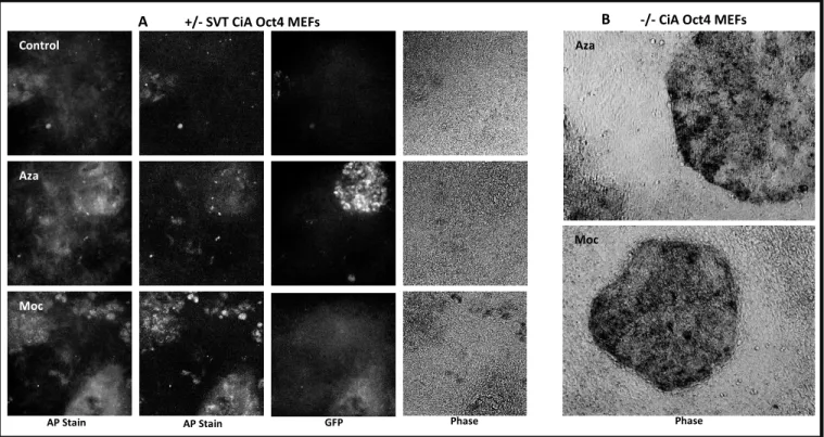 Fig.  5:  Alkaline  Phosphatase  staining  on  reprogramming  MEFs.  Panel  A:  Imaging  of  AP  stained  reprogramming  MEFs  using  different  channels to visualize presence of stain and co-localization with GFP expression in CiA Oct4 MEFs which have a G
