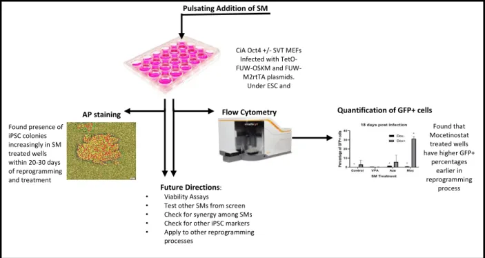 Fig. 7: Summary of findings and conclusions from the reported experiments. Starting with finding that the pulsating addition of the  SMs to the reprogramming MEFs is the most efficient way to increase the efficiency of the reprogramming process while minim
