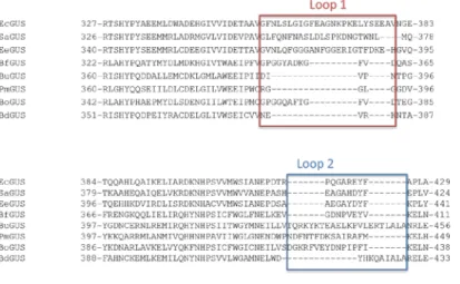 Figure 9. Sequence alignment of GUS from several different  species. L1 species E. coli, S