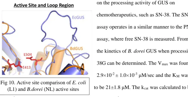 Fig 10. Active site comparison of E. coli  (L1) and B.dorei (NL) active sites 