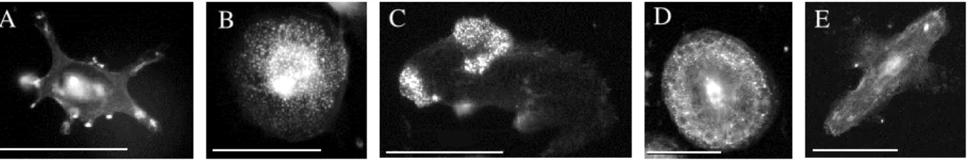 Figure 3. Macrophages stained with F-actin-binding phalloidin reveal multiple  morphologies