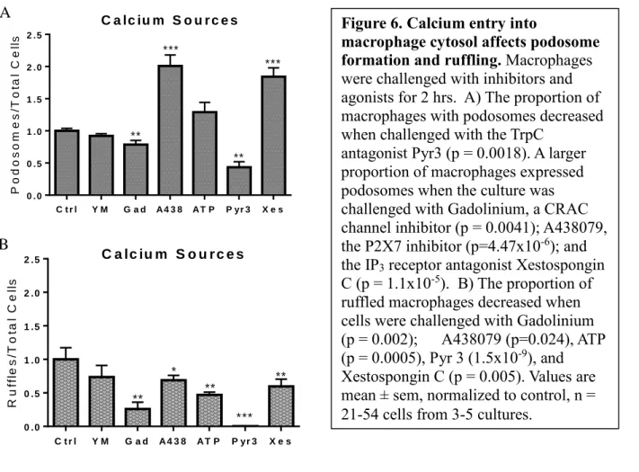 Figure 6. Calcium entry into 