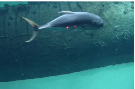 Fig. 1:  Caranx hippos with laser caliper. 