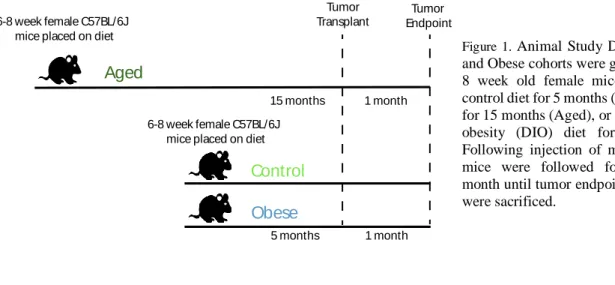 Figure  1.  Animal  Study  Design.  Control,  Aged,  and Obese cohorts were generated by placing  6-8  week  old  female  mice  on  either  a  low-fat  control diet for 5 months (Control), a control diet  for 15 months (Aged), or a high-fat diet-induced  o