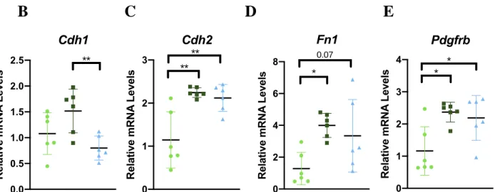 Figure 5. A) Tumoral gene expression analyzed with GSEA using hallmark gene sets. Gene sets positively  enriched in Obese vs Control or Aged vs Control determined by FDR q-value < 0.05