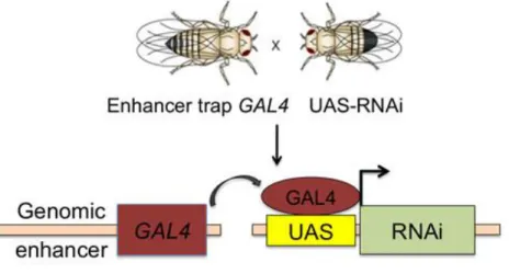 Figure 2. The Gal4-UAS system (from Rodan, 2015).