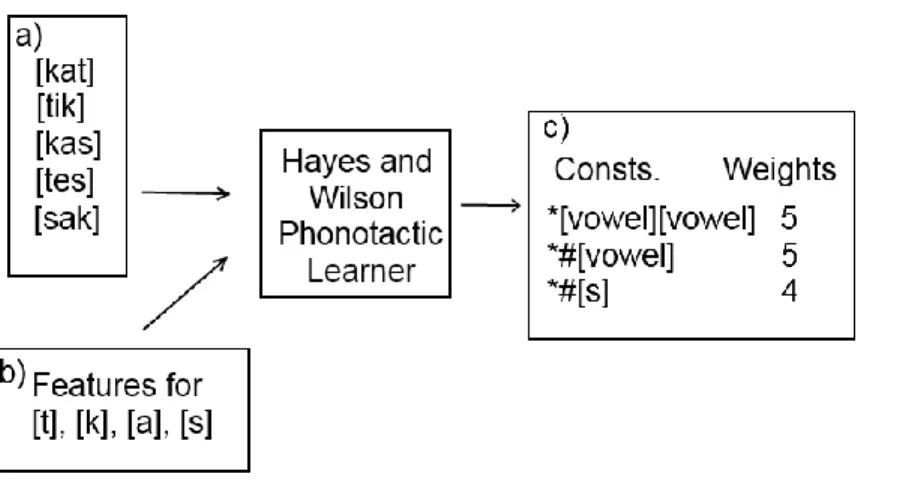 Figure 2. An illustration of the Hayes and Wilson (2008) phonotactic learner. In this example, the learner is  given an imaginary language's lexicon (a) and phonetic features for its phonemes (b), and creates weighted  constraints (c) to describe the input