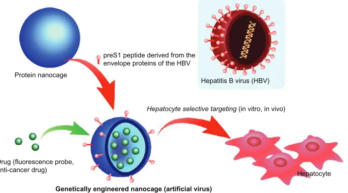 Figure 1 Schematic illustration of genetically engineered nanocages for hepatocyte selective targeting.