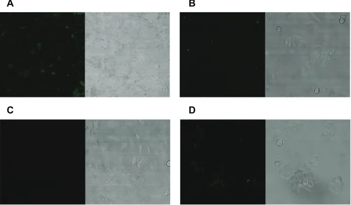 Figure 4 Fluorescence confocal laser scanning microscopy of various cells with fluorescently-labeled hSPG41c-preS1 nanocages