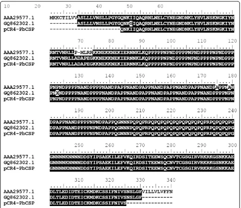 Figure 1 Alignment of the partial protein sequence encoded by the DNA of thestrain ANKA (Genbank: Plasmodium berghei strain ANKA CSP gene as clonedin plasmid pCR4-PbCSP (this study) with two sequences of the CSP genes from P