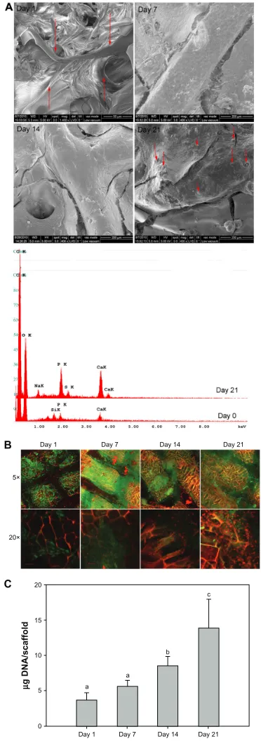 Figure 3 Cell adhesion, viability, and proliferation in the scaffolds. (A) SEM images of cellular scaffolds from the cell seeding side on Days 1, 7, 14, and 21