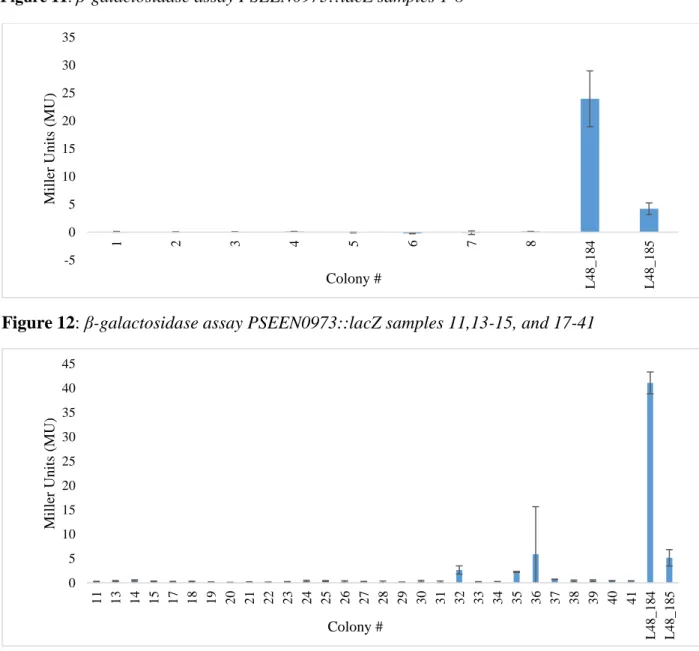 Figure 12: β-galactosidase assay PSEEN0973::lacZ samples 11,13-15, and 17-41 